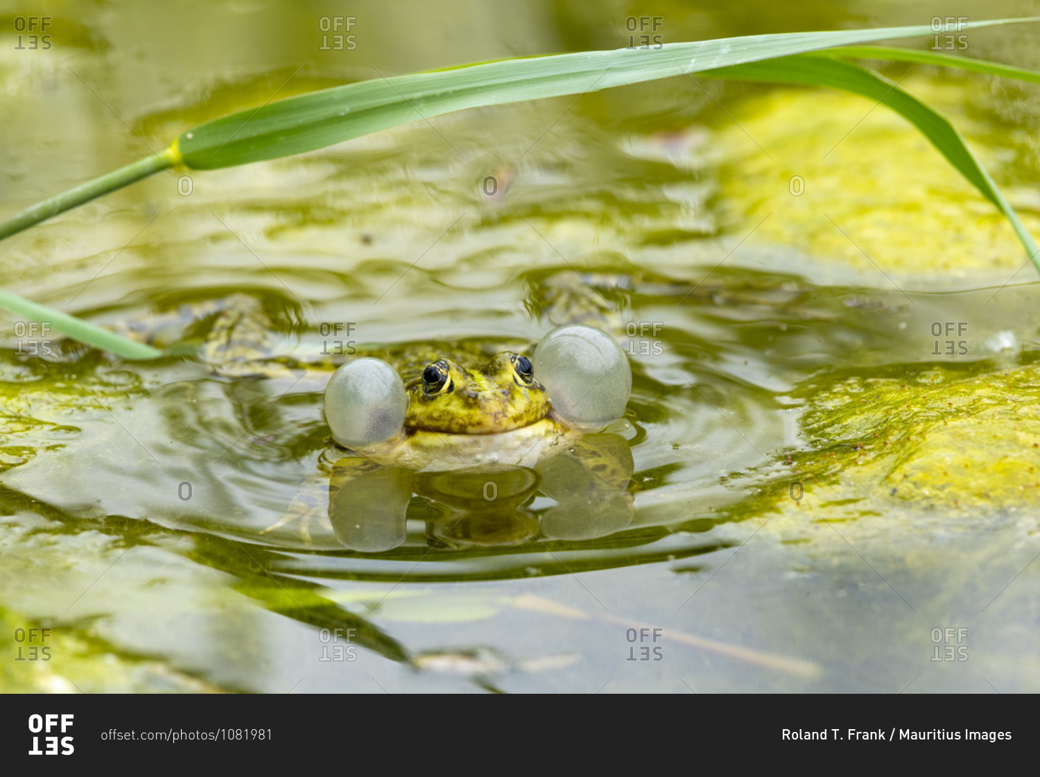 Pond frog (Pelophylax kl. Esculentus, Pelophylax esculentus, Rana esculenta) croaking.