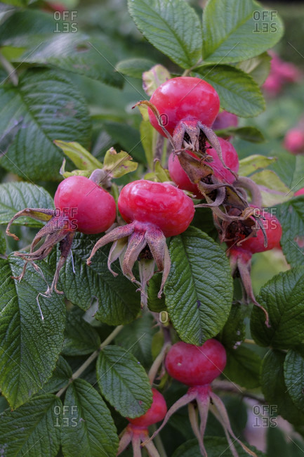 Ripe red fruits of the potato rose (Rosa rugosa), also called rose hip, on the bush