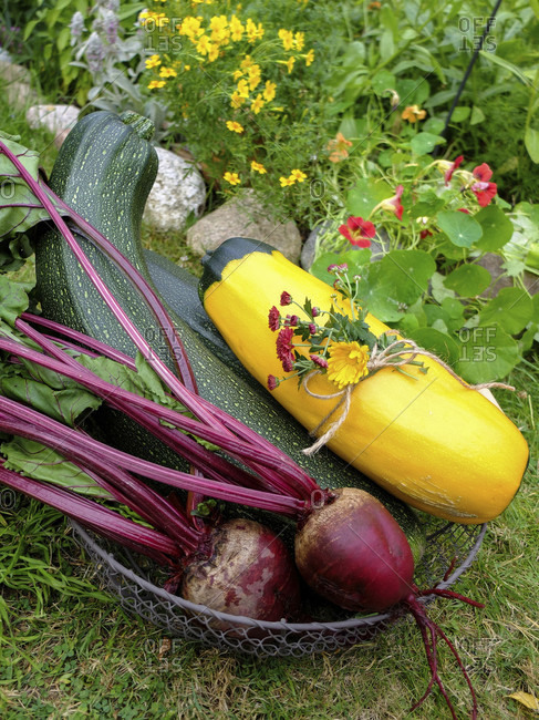 Zucchini harvest in a basket - "Defender" and "Zephyr" variety, as well as beetroot
