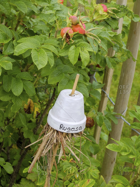 Shrub of potato rose (Rosa rugosa) with a plant sign made of an upturned flowerpot