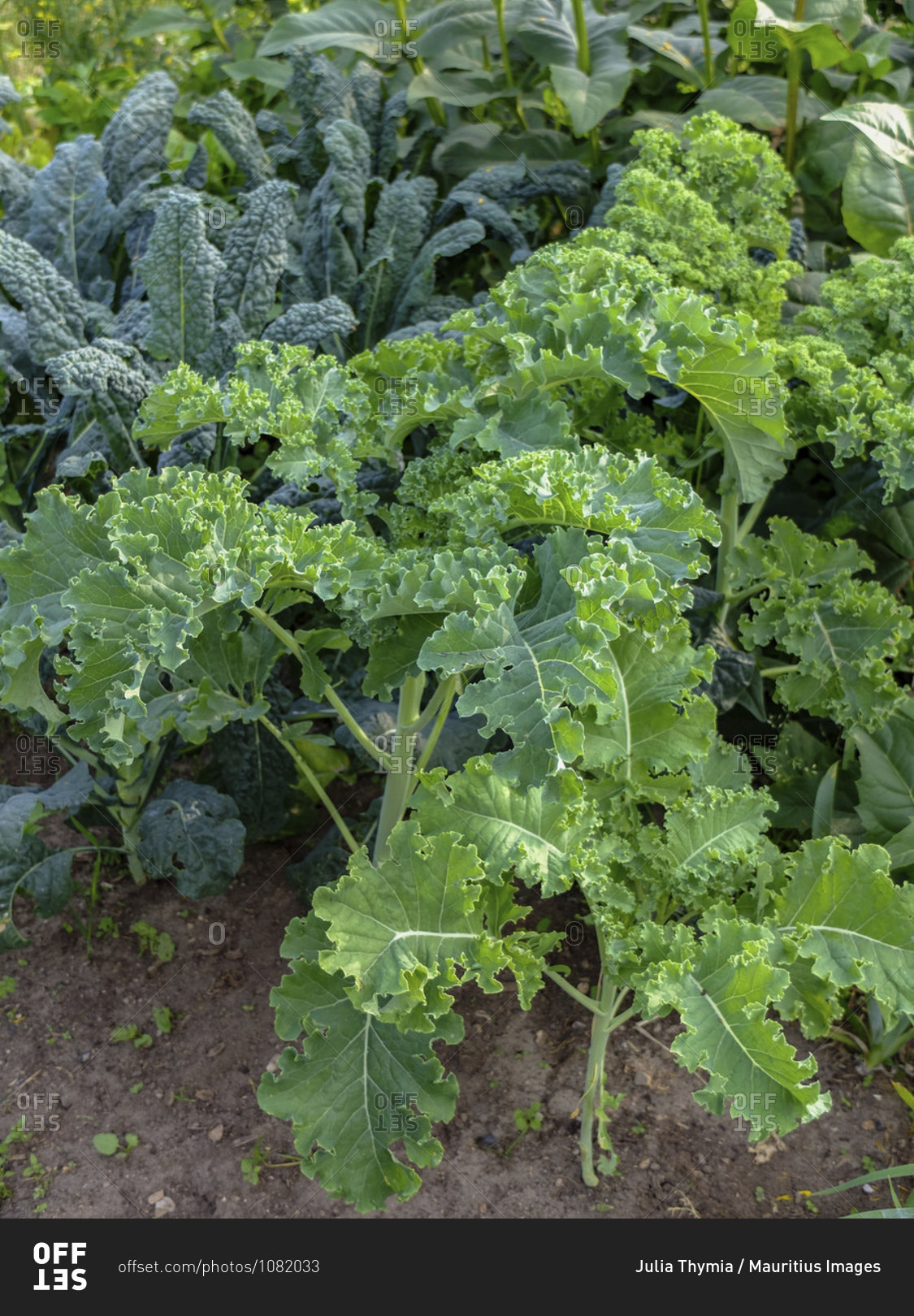 Kale (Brassica oleracea var. Sabellica) with palm cabbage in the vegetable patch