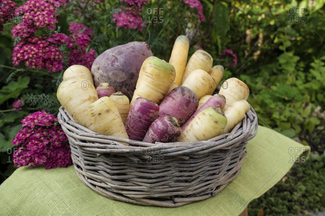 Root vegetables (parsnips, colored carrots, parsley root, beetroot) in a basket
