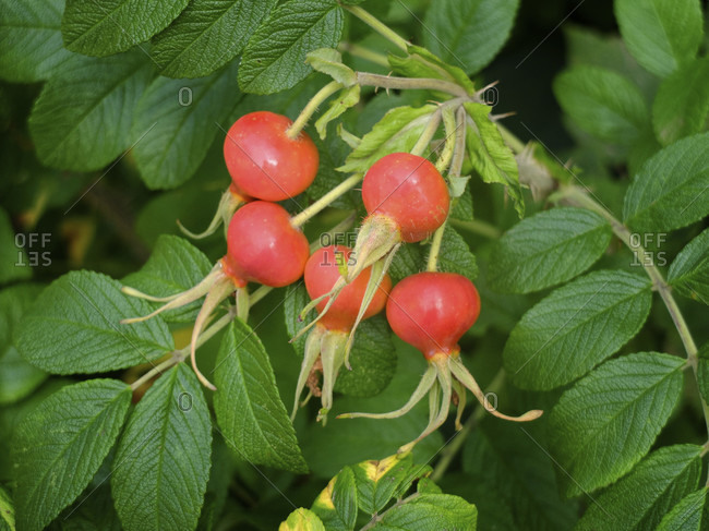 Red fruits of the potato rose (Rosa rugosa), also called rose hip, on the bush