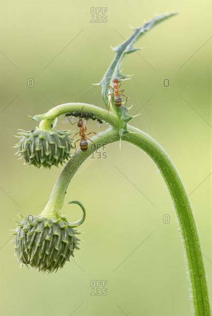 Symbiosis between aphids and red ant on a thistle plant, natural environment,