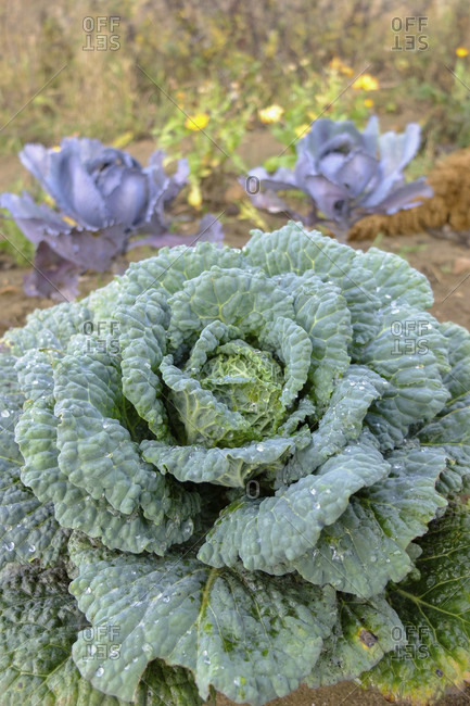 Savoy cabbage "Wintessa F1" (Brassica oleracea) in a vegetable patch, autumnal