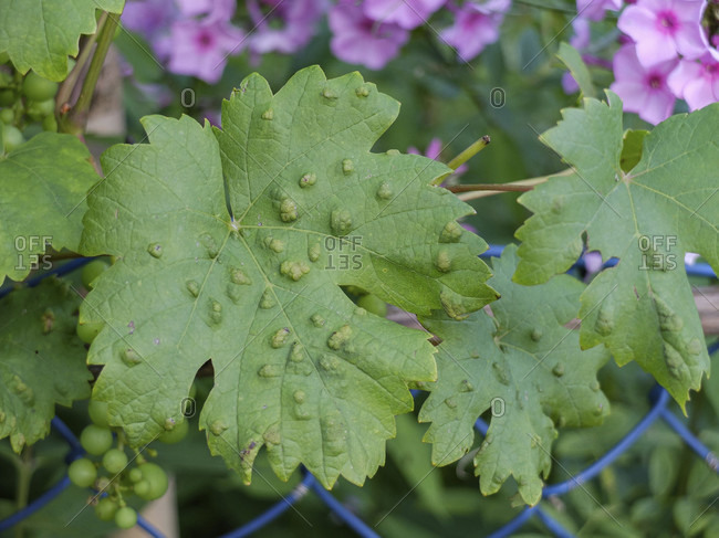 Grape leaves (Vitis vinifera) infested with grape pox mite (Eriophyes vitis)