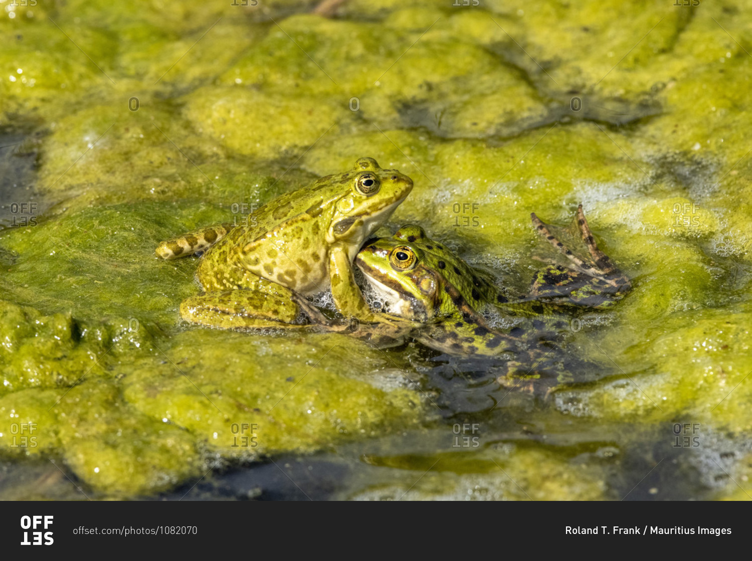Pond frog (Pelophylax kl. Esculentus, Pelophylax esculentus, Rana esculenta)