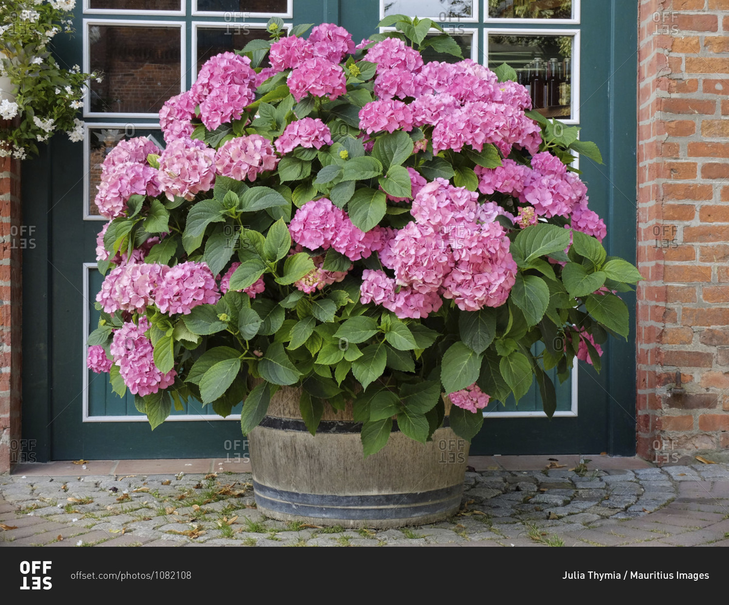 Garden hydrangea, farmer\'s hydrangea (Hydrangea macrophylla)\
in large pot stock photo - OFFSET