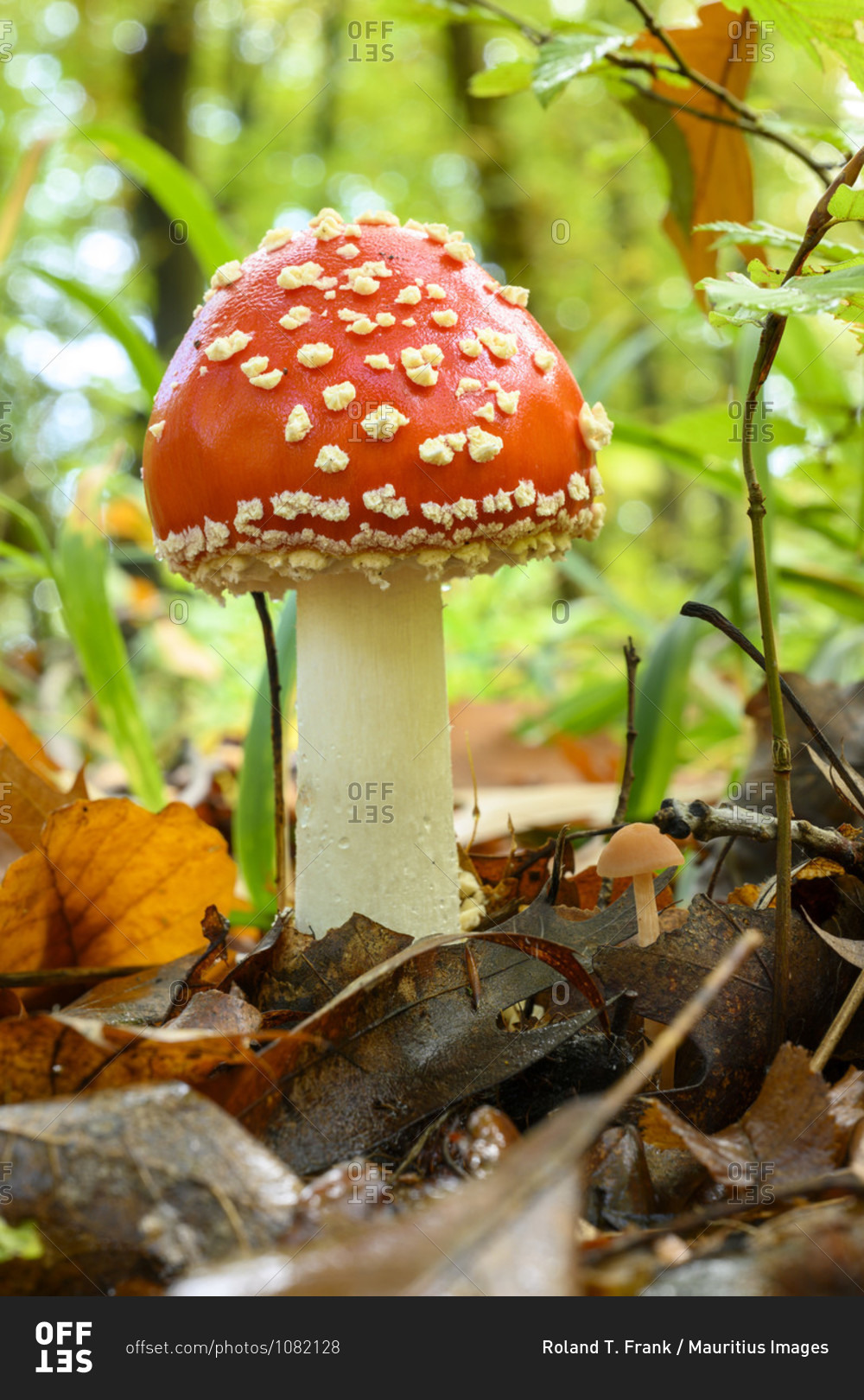 Toadstool (Amanita muscaria), red toadstool, poisonous
mushroom species. stock photo - OFFSET