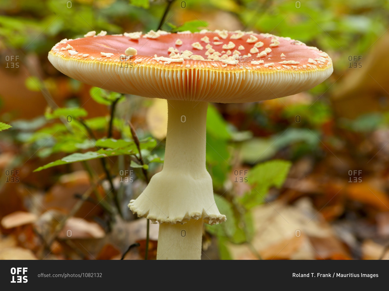 Toadstool (Amanita muscaria), red toadstool, poisonous\
mushroom species. stock photo - OFFSET
