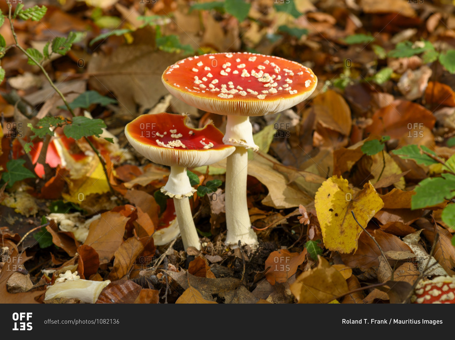 Toadstool (Amanita muscaria), red toadstool, poisonous mushroom species.