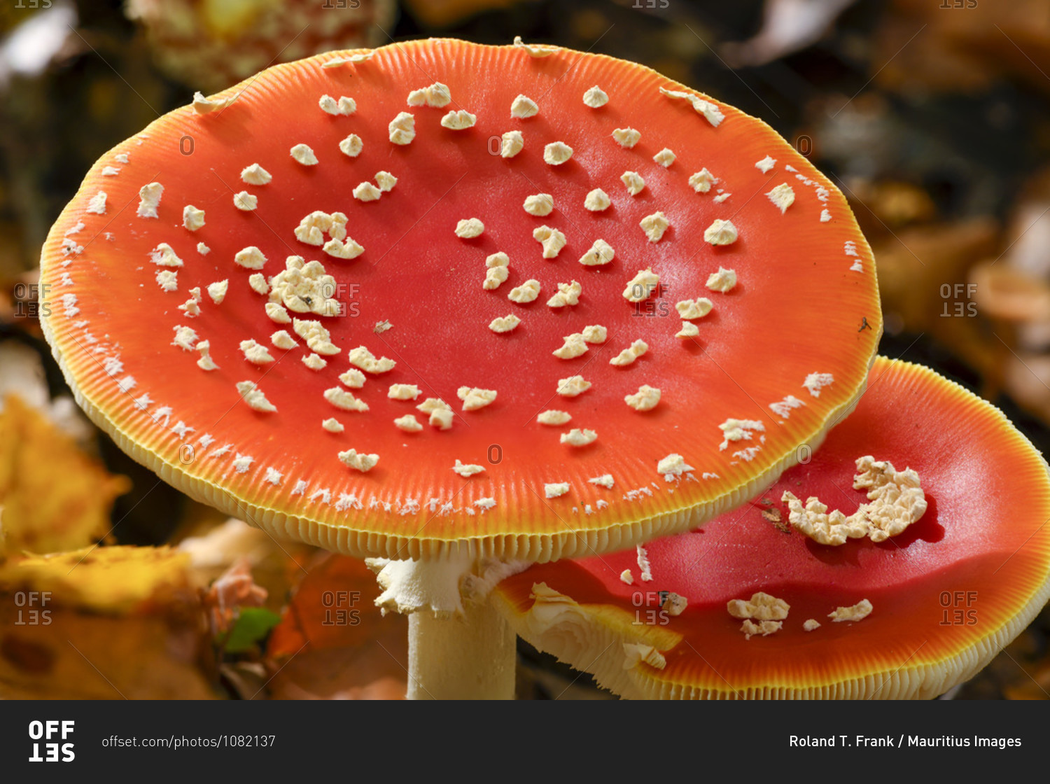 Toadstool (Amanita muscaria), red toadstool, poisonous mushroom species.