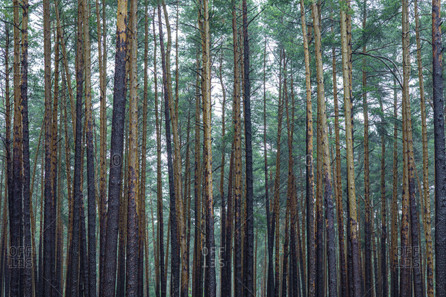 Pine, Tree, Forest, Wood, Conifer, Europe, Germany, Bayern, Oberfranken,