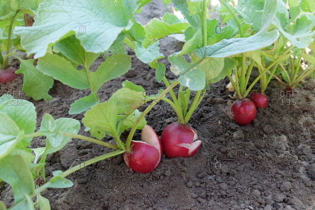Burst radishes due to fluctuating water supply, 'Riesenbutter' variety