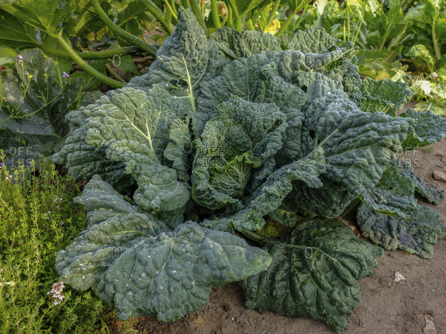 Savoy cabbage "Wintessa F1" (Brassica oleracea) in the vegetable patch