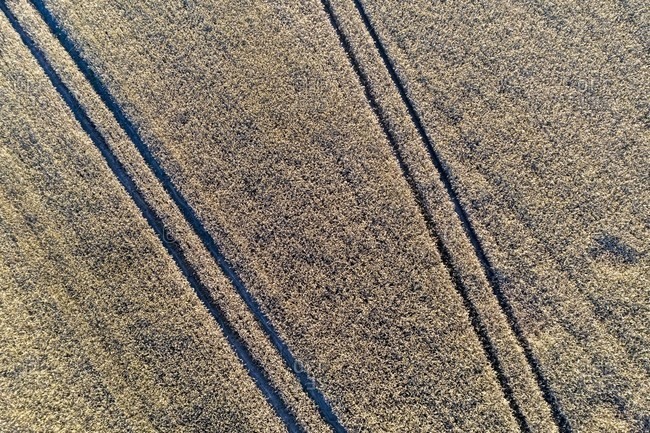 Grain field with traces of agricultural machinery, seen from the air.