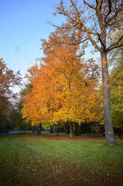 Germany, Baden-Wuerttemberg, Karlsruhe, tree in the castle garden.