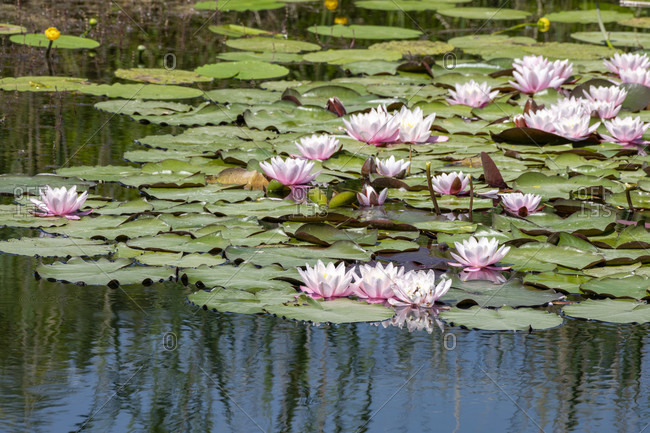 Germany, Baden-Wurttemberg, Au a. Rhine, water lilies (Nymphaea).