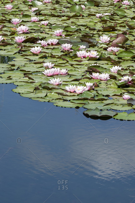 Germany, Baden-Wurttemberg, Au a. Rhine, water lilies (Nymphaea).