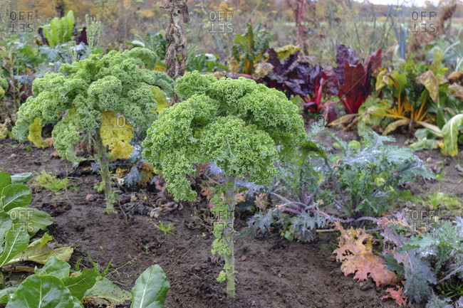 Kale (Brassica oleracea var. Sabellica) in the autumn garden