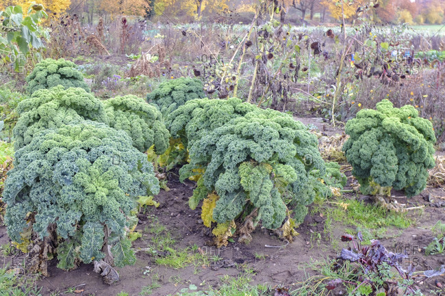 Kale (Brassica oleracea var. Sabellica) in the autumn garden