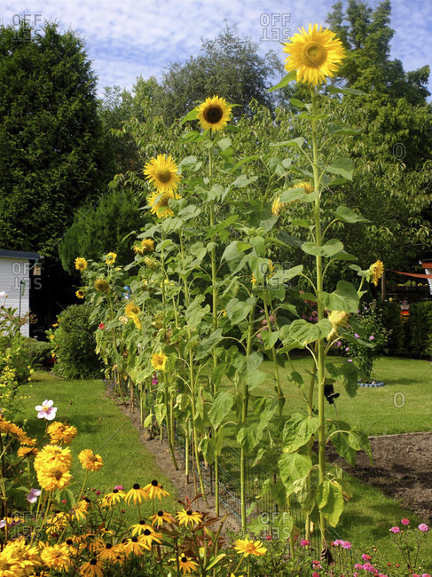 Sunflowers (Helianthus annuus) grow in the row as a screen