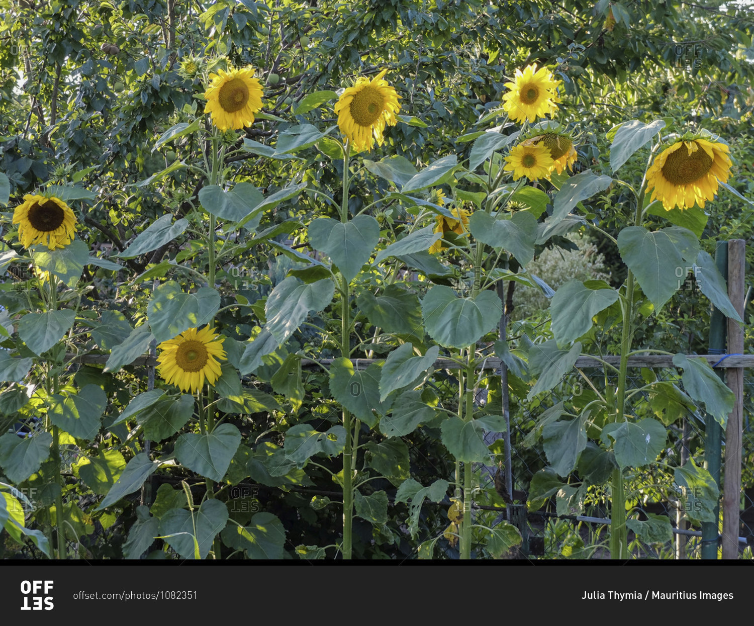 Sunflowers (Helianthus annuus) grow in the row as a screen