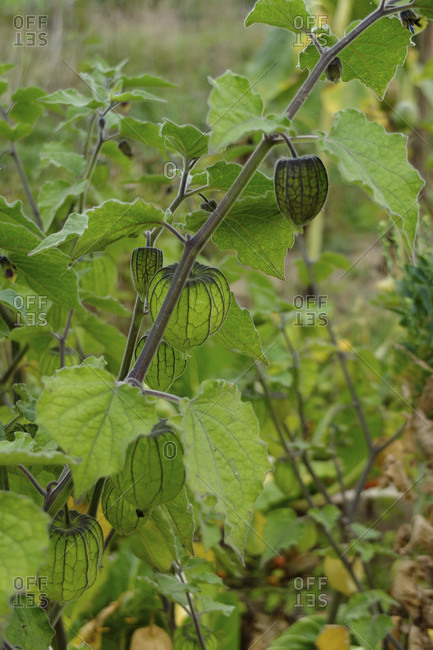 Physalis peruviana, 'Peruvian Andean Berry' in the garden