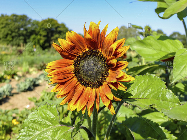 Sunflower \