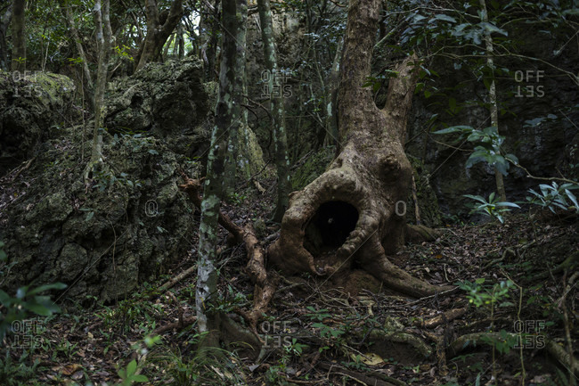 Tree root in the Kenting National Forest Recreation Area