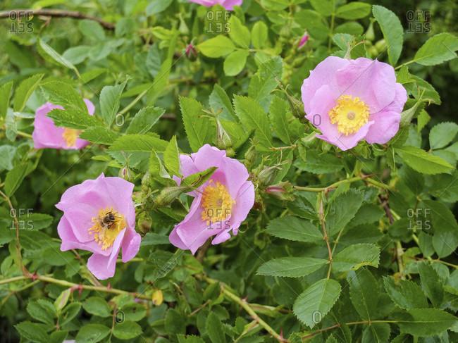 Pink potato rose (Rosa rugosa) flowers in early summer