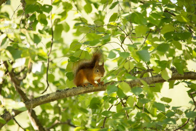Squirrel cub on birch branch, green leaves background