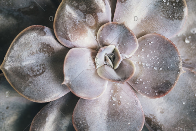 Close-up of a succulent plant - thick-leaf houseplant