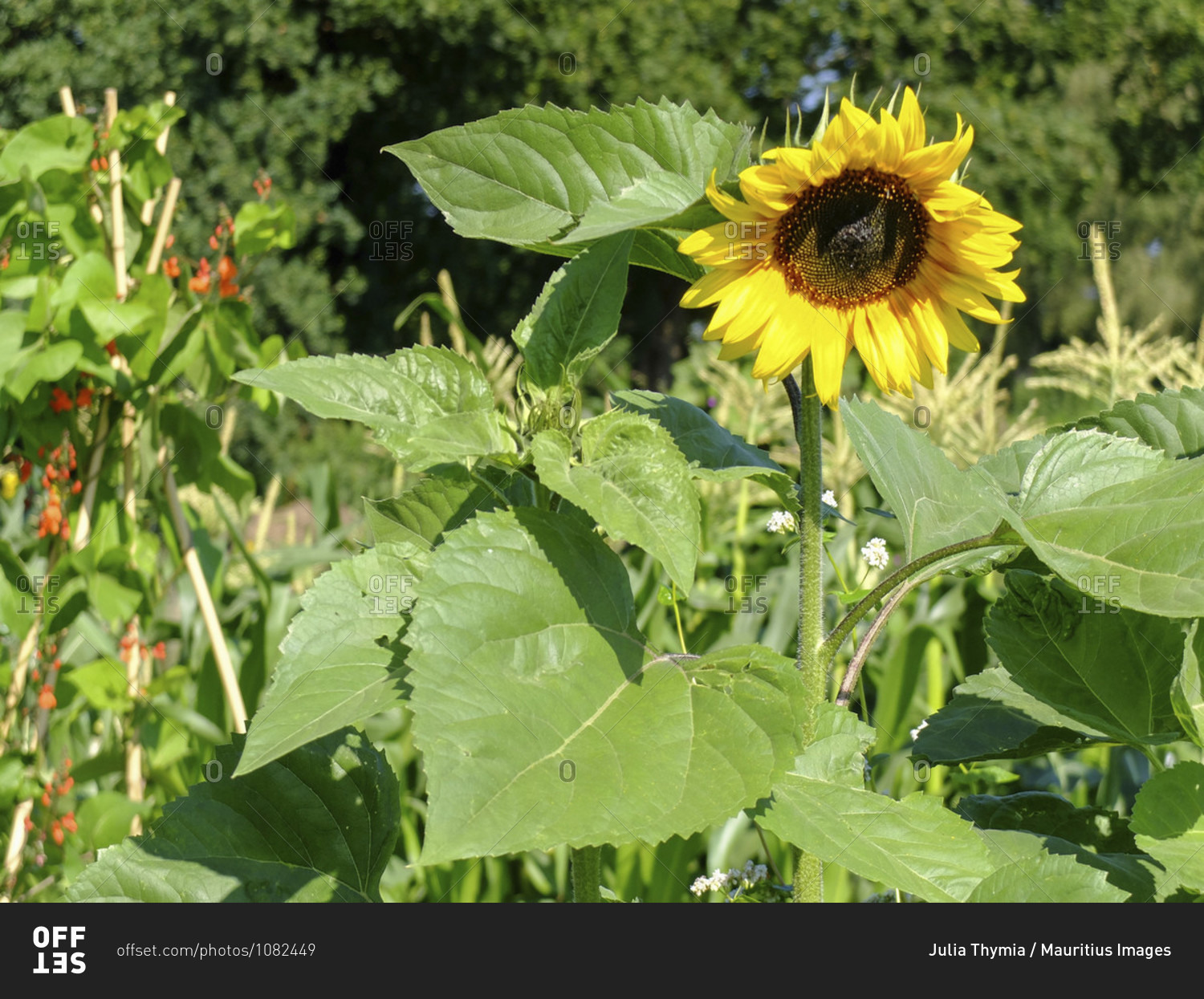 Sunflower (Helianthus annuus) in the garden, portrait