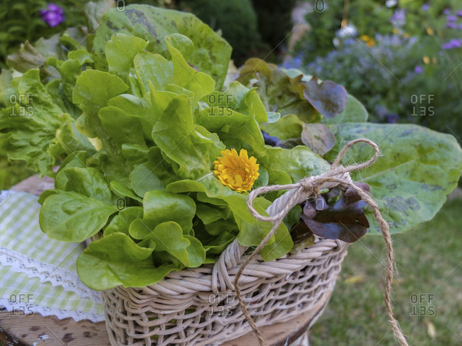 Various freshly picked salads in a decorative basket