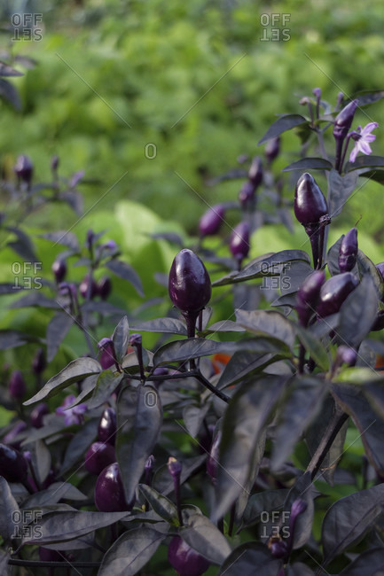 Chili 'Peruvian Purple' (Capsicum frutescens)