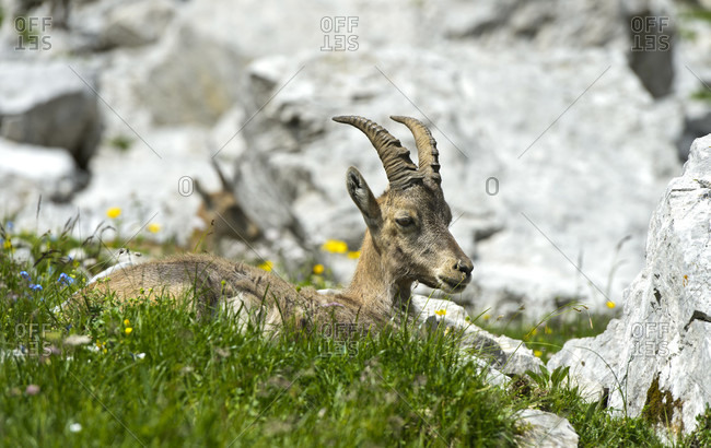 Young ibex lying in the grass, Savoy, France