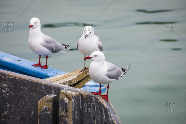 Seagulls on a fishing boat in Akaroa harbor