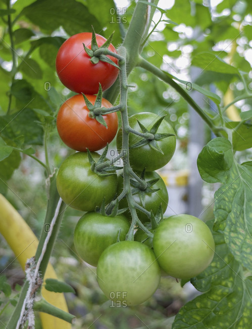 Truss tomatoes ripen in the greenhouse