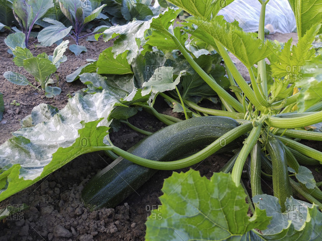 Adult zucchini 'Diamant F1 "in a bed