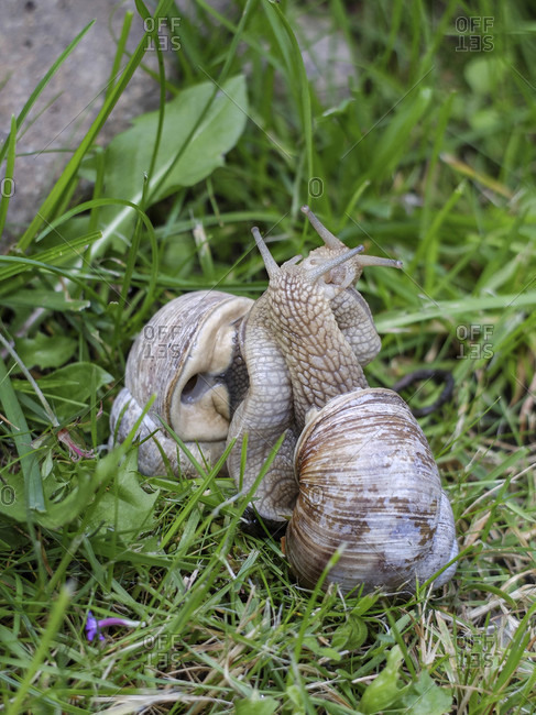 Roman snails (Helix pomatia) mating