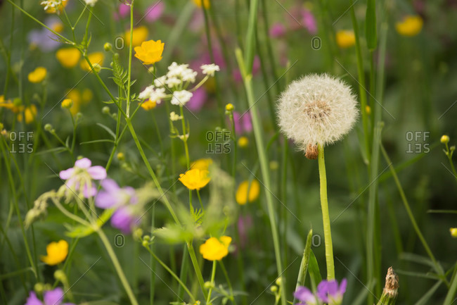 Blow Ball, Dandelion, Summer meadow