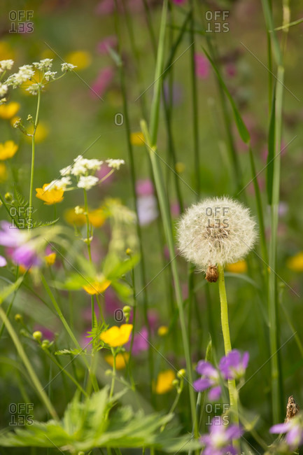 Blow Ball, Dandelion, Summer meadow