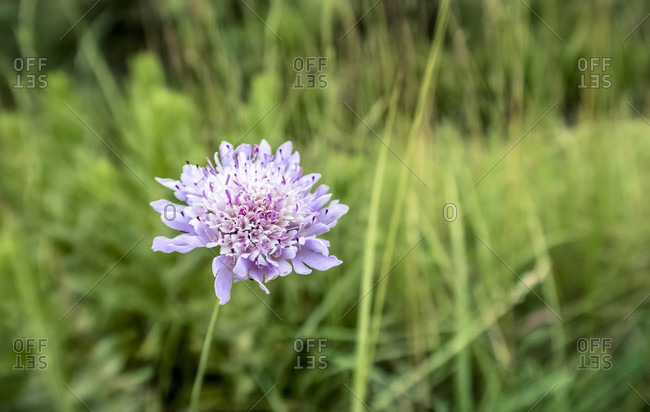 Field scabious at Corsan in spring