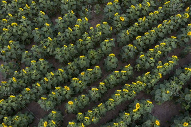 Sunflowers (Taken with a drone)
