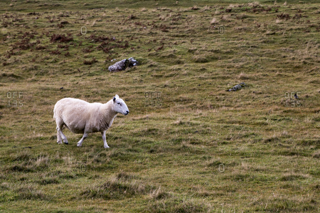 Sheep in Scotland in a pasture