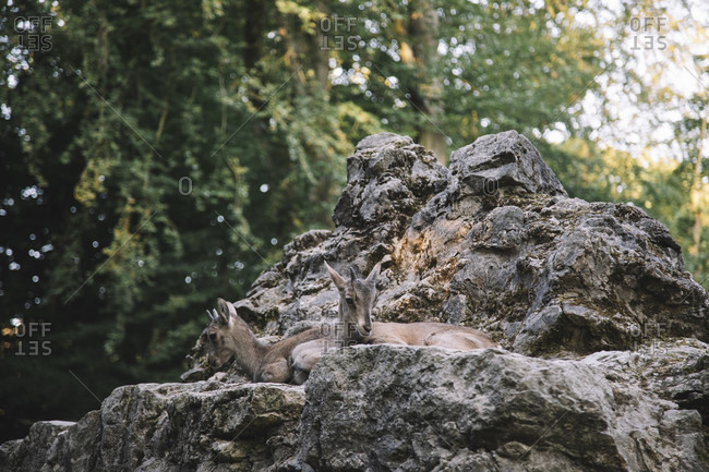 Alpine ibex resting on rocks