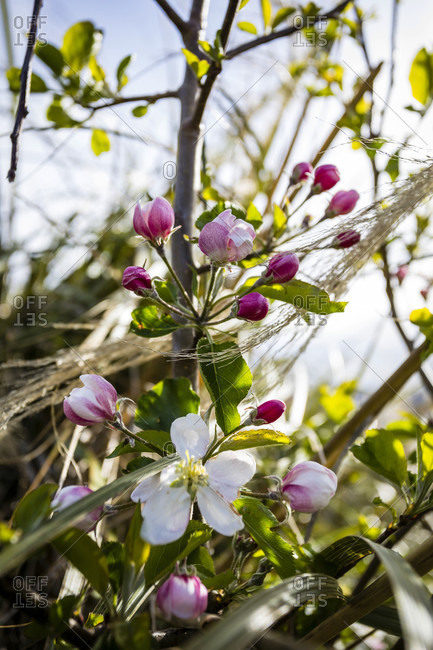 Crab apple blossom in Akaroa
