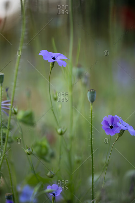 Flax on a wildflower meadow,