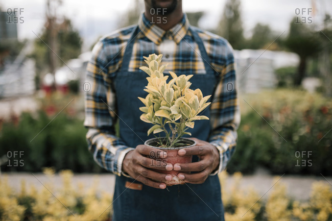 Young male farmer holding potted plant in nursery